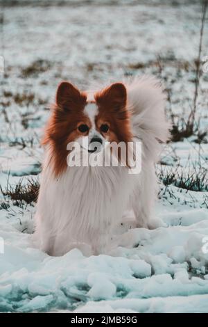 Ein russischer papillon-Zwinger, der auf dem Schnee steht Stockfoto