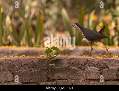 Eine weiße Wasserhenne mit Futter im Mund Stockfoto