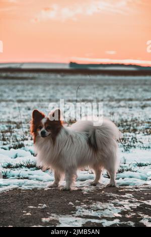 Ein russischer papillon-Zwinger, der auf dem Schnee steht Stockfoto