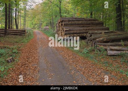 Deister - herbstlicher Waldweg mit Holzpfählen, Deutschland Stockfoto