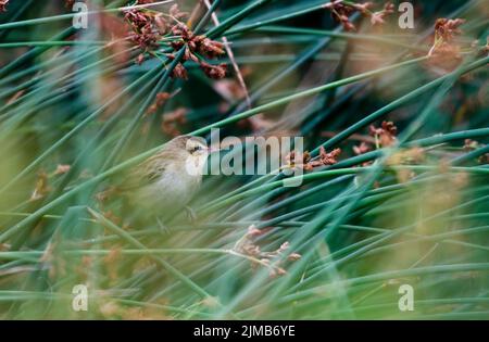 Ein kleiner Reed Bunting liegt im Schilf eines Kanals in der Landschaft von Gloucestershire. Stockfoto