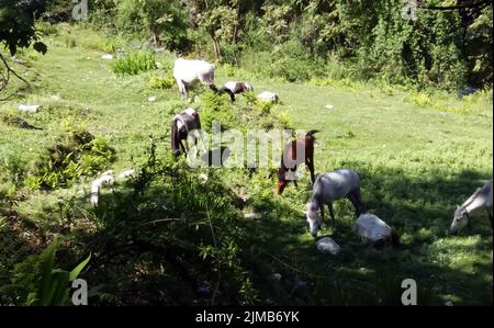 Herde von Pferden und Ponys in Maut auf dem Frühlingsfeld die Wiese im Himalaya Stockfoto