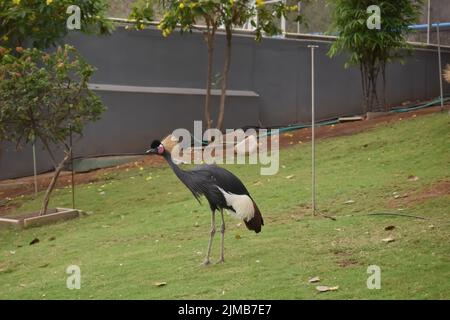 Ein Bild von Grau gekrönten Kran in grünem Rasen in einem geschlossenen Gehege im Zoo. Auch bekannt als afrikanischer Kranich Stockfoto