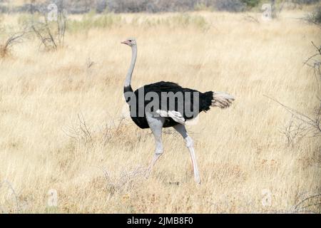 Gewöhnlicher Strauß, Struthio camelus, alleinreihiger Mann, der in Graslandvegetation und Sträuchern spaziert, Etosha National Park, Namibia Stockfoto