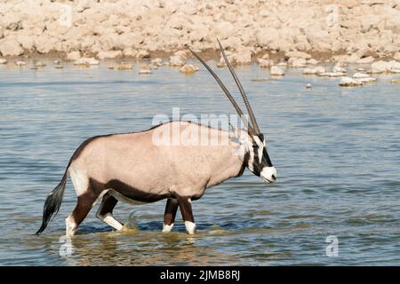 Südafrikanische Oryx oder Gemsbok-Antilope, Oryx-Gazella, im Wasser stehender Erwachsener, Etosha-Nationalpark, Namibia Stockfoto