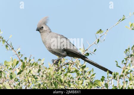 Grauer Ausgehvögel, Corythaixoides concolor, alleinerziehende Erwachsene, die in Büschen sitzen, Etosha National Park, Namibia Stockfoto