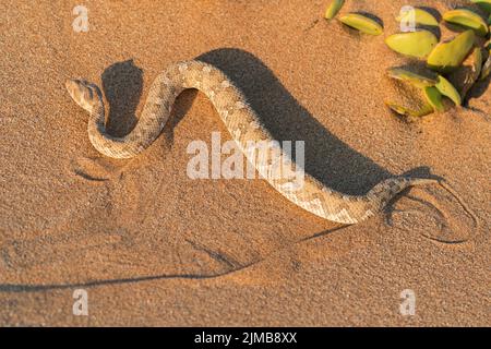 Hornadder, Bitis caudalis, alleinstehend auf Sand in der Namib-Wüste, Namibia Stockfoto