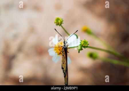 Der Schmetterling acraea terpsicore thront auf einer Blume biens pilosa. Naturfotografie Stockfoto