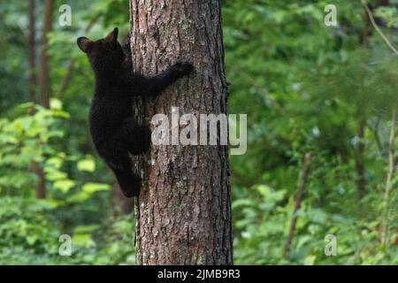 Das amerikanische Schwarzbärenjunge klettert auf einen Baum. Ursus americanus. Stockfoto