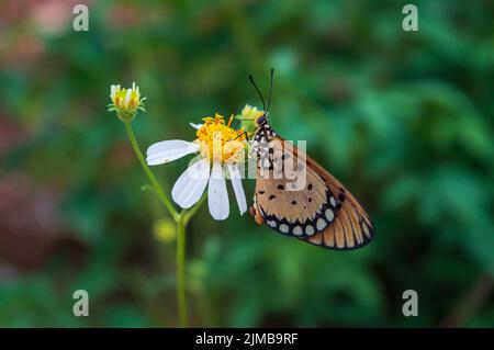 Der Schmetterling acraea terpsicore thront auf einer Blume biens pilosa. Naturfotografie Stockfoto