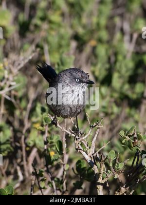 Eine vertikale Nahaufnahme eines Wrentits. Chamaea fasciata. Stockfoto