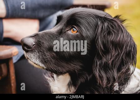 Eine Nahaufnahme des Profils eines großen Münsterlander Hundes. Stockfoto