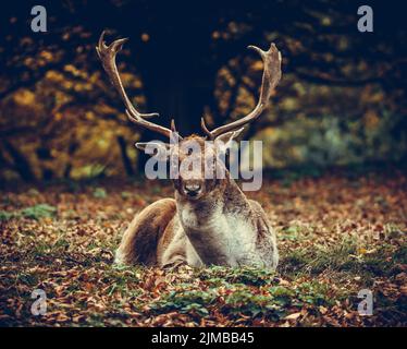 Eine Nahaufnahme des europäischen Brachbocks, der auf den Herbstblättern ruht. Stockfoto