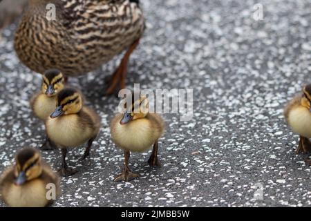 Mutter mit ihrem Baby Entenküken Ente Stockfoto