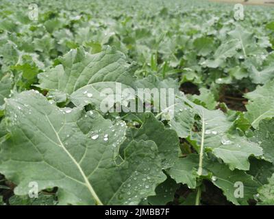 Wassertropfen auf dem Blatt nach dem Regen Stockfoto