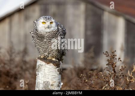 Eine weiße, schneebedeckte Eule, die auf einem Stumpf sitzt, umgeben von trockenen Pflanzen, mit einem alten Holzhaus im Hintergrund Stockfoto