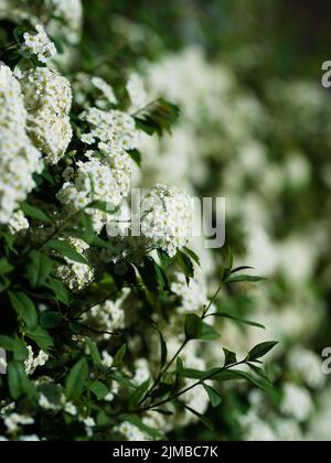 Ein vertikaler selektiver Fokus von schönen Meadowsweet-Blüten in einem Busch Stockfoto