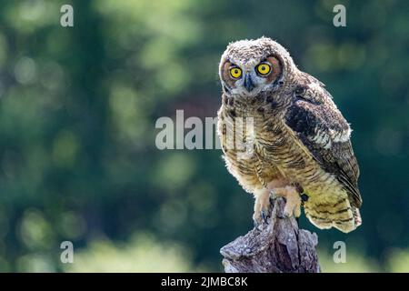 Nahaufnahme einer Eule, die auf einem alten Stumpf mit einem verschwommenen Hintergrund in grüner Natur sitzt Stockfoto