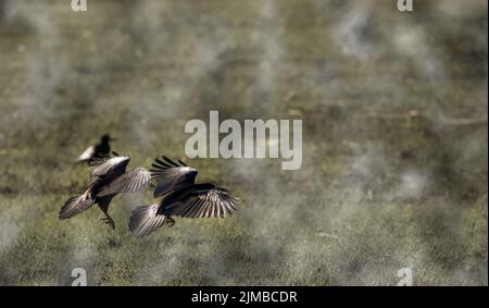 Krähe, die an einem nebligen Tag über der Wolke fliegt Stockfoto