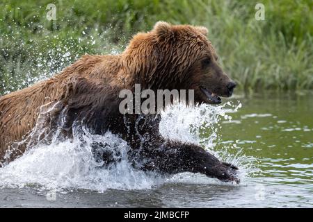 Alaskan Braunbär lunging in einem Versuch, Lachs am Mikfik Creek in McNeil River State Game Sanctuary und Refuge zu fangen Stockfoto