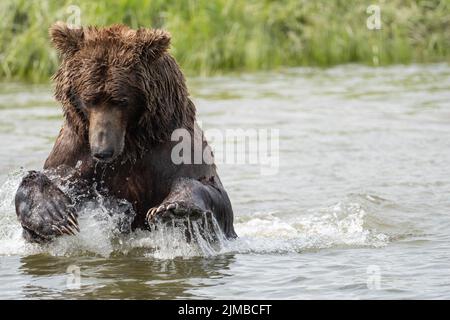 Alaskan Braunbär lunging in einem Versuch, Lachs am Mikfik Creek in McNeil River State Game Sanctuary und Refuge zu fangen Stockfoto