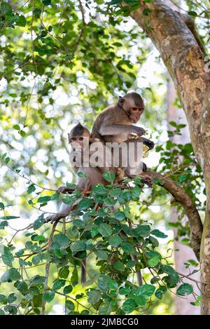 Zwei Makaken essen Früchte auf dem Baum Stockfoto