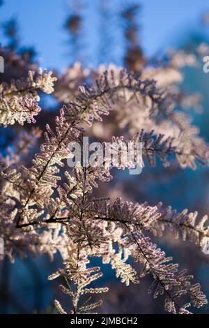 Eine vertikale Nahaufnahme von schönen Tamarisken-Blumen auf einem Baum vor einem blauen Himmel Stockfoto