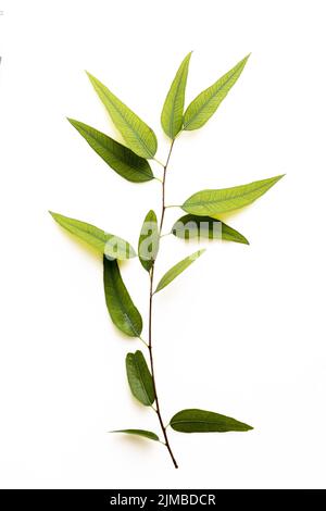 Flora von Gran Canaria - Eucalyptus camaldulensis, eingeführte Arten, isoliert auf weißem Hintergrund Stockfoto