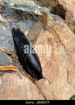 Eine vertikale Nahaufnahme einer schwarzen Schnecke (Arion ater), die auf einem Felsen kriecht Stockfoto