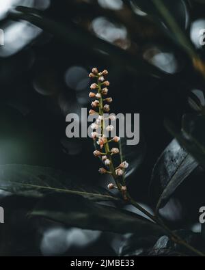 Eine vertikale Nahaufnahme von gewöhnlichen Lorbeerknospen mit Bokeh-Lichtern im Hintergrund Stockfoto