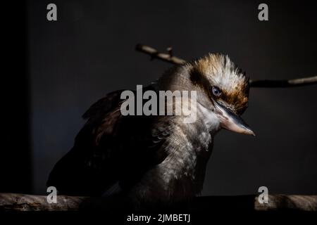 Eine Nahaufnahme eines lachenden Kookaburra, Dacelo novaeguineae in der Dunkelheit. Stockfoto