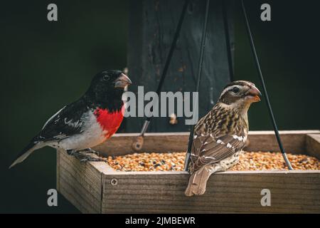 Eine Nahaufnahme eines männlichen und weiblichen Rosenreihensäpfens auf einem Vogelfutterhäuschen. Pheucticus ludovicianus. Stockfoto