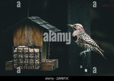 Eine Nahaufnahme eines nördlichen Flickers (Colaptes auratus), der in der Nähe seines Nestes thront Stockfoto