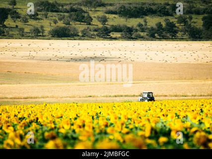 Statische Ansicht Sonnenblumenfeld und blauer Traktor fahren über Feld an bewölktem Tag im Freien in Georgia Land Landwirtschaft Felder Stockfoto