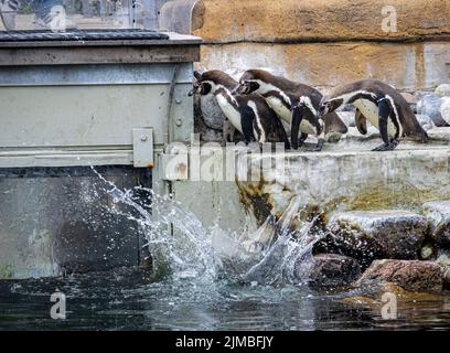 Eine Gruppe entzückender Humboldt-Pinguine blickt im Kopenhagener Zoo, Dänemark, auf das Wasser Stockfoto