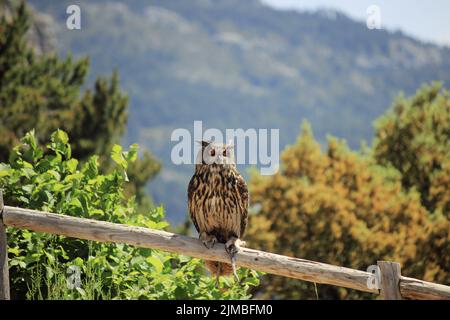 Die eurasische Adlereule thronte auf einem Holzzaun. Bubo bubo. Stockfoto