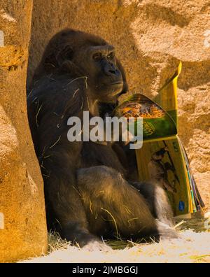 Eine vertikale Aufnahme eines schwarzen Gorillas, der in einem Zoo mit einem Magazin in der Hand auf dem Boden sitzt Stockfoto