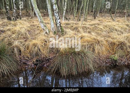 Totes Moor (Totes Moor) - Birkenwald mit Gräsern, Deutschland Stockfoto