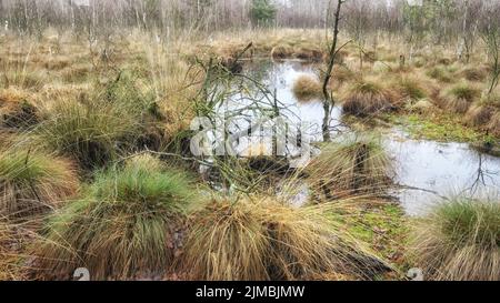 Totes Moor (Totes Moor) - Wasseroberfläche zwischen Gräsern, Deutschland Stockfoto