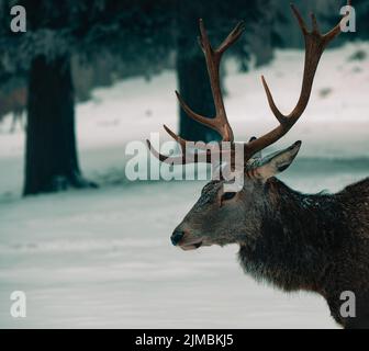 Ein schöner roter Hirsch steht vor einer verschneiten Landschaft mit einem wunderschönen verschneiten Hintergrund im Wald Stockfoto