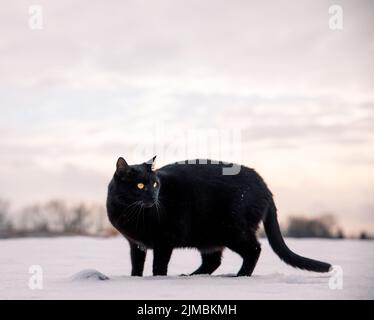 Porträt der schwarzen Katze auf Schnee Hintergrund in Winterlandschaft Stockfoto