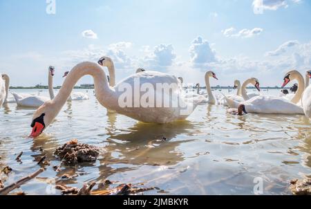 Eine große Schar anmutiger weißer Schwäne schwimmt im See, Schwäne in freier Wildbahn. Der stumme Schwan, lateinischer Name Cygnus olor. Stockfoto