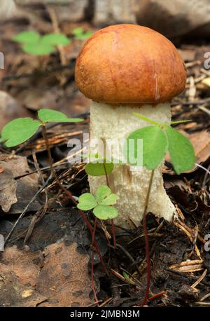 Wildtiere in Europa - essbare und ungenießbare Pilze, die im Wald wachsen. Stockfoto