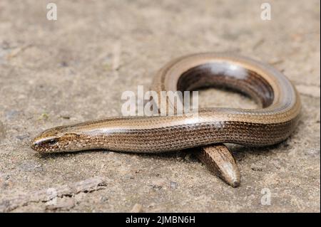 Seltene Tier, legless glänzend harmlos Eidechse langsamen Wurm auf dem Boden Stockfoto