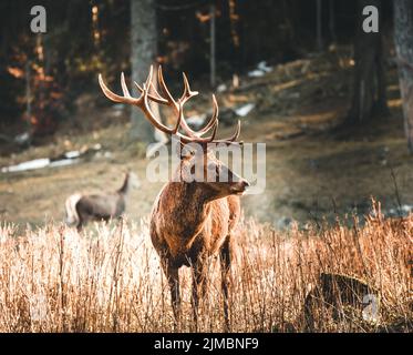 Rotwild Hirsch Porträt im Herbstwald Stockfoto