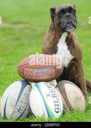 BALLS Bess the Boxer wurde lebenslange Mitgliedschaft in ihrem lokalen Rugby-Club nach dem Speichern VON BÄLLEN Bess the Boxer wurde lebenslange Mitgliedschaft in ihrem lokalen Rugby-Club gegeben, nachdem sie Tausende von Pfund durch die Suche nach ihren verlorenen Bällen gerettet hatten. Die achtjährige brindle hat in nur drei Jahren mehr als 180 Rugbybälle gefunden, während sie ihre Spaziergänge durch die Hecke rund um den Havant Rugby Club in Hampshire genießt. Die Besitzer Bryan und Sue Perolls waren beim ersten Mal erstaunt, dass Bess einen der £20 Kugeln fand und dachten, dass sie eine Katze anbellen würde. Aber jetzt findet sie sie die ganze Zeit und hat den Club gerettet Stockfoto