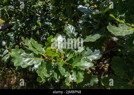 Die Blätter einer Eiche. Gartenbau, Forstwirtschaft, Ökologie oder Klimawandel Konzept. Stockfoto