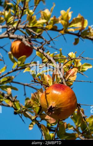 Granatäpfel wachsen auf einem Baum auf der griechischen Insel Zante oder Zakythos gegen einen klaren blauen Himmel, Sommerfrüchte wachsen wild auf zakynthos, Granatäpfel Stockfoto