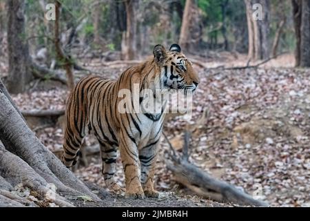 Ein wilder Tiger, der im Wald in Indien steht, Madhya Pradesh, Nahaufnahme Stockfoto