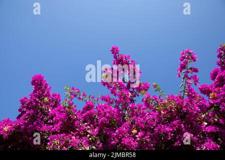 Calvi Korsika mittelmeer, große Bougainvillea Blumen Stockfoto